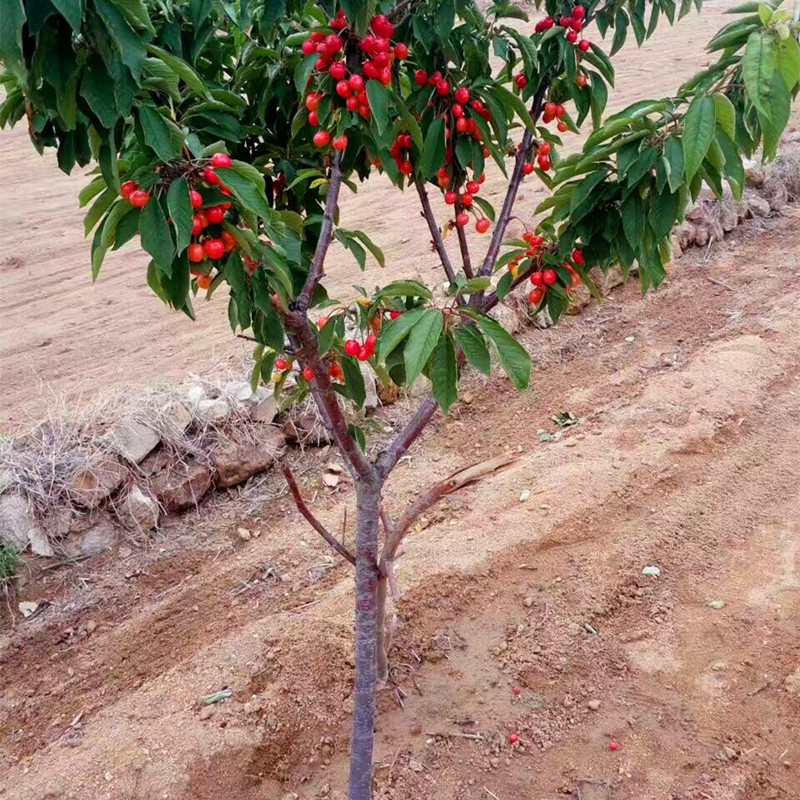 新品嫁接特大车厘子矮化樱桃树苗南方北方盆栽地栽种植当年结果 - 图0