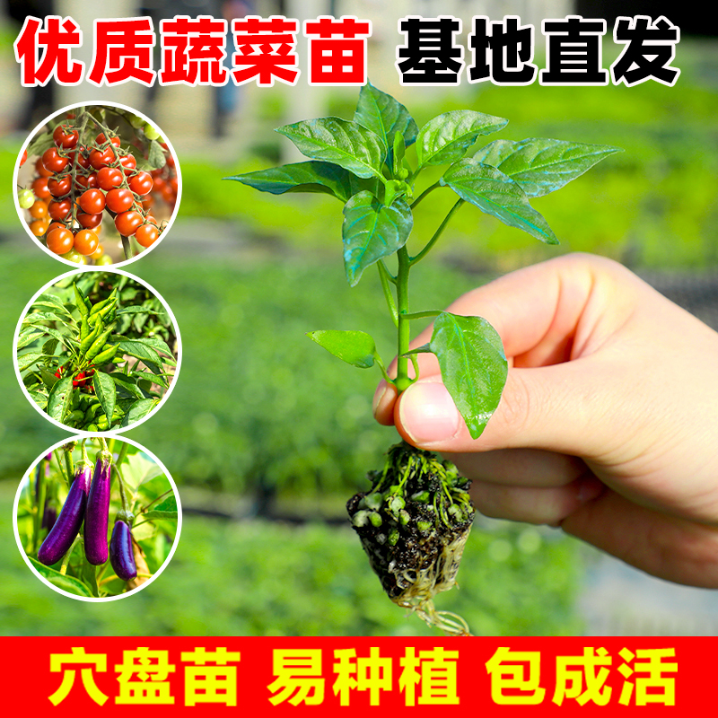 春季辣椒苗青椒种籽子螺丝椒蔬菜幼秧苗朝天椒番茄茄子四季盆栽苗 - 图0