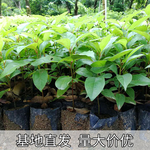香樟树苗驱蚊虫绿化树小叶香樟苗四季常青地栽盆栽庭院别墅樟树苗 - 图2