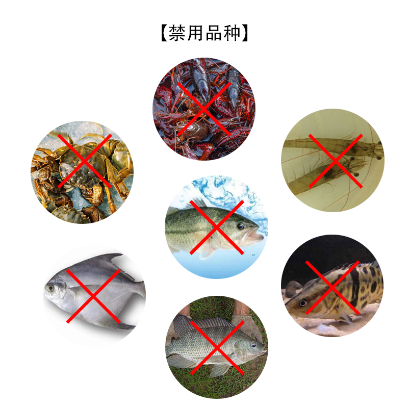 Dibasin fish tank aquarium koi breathing with single gill in the tank