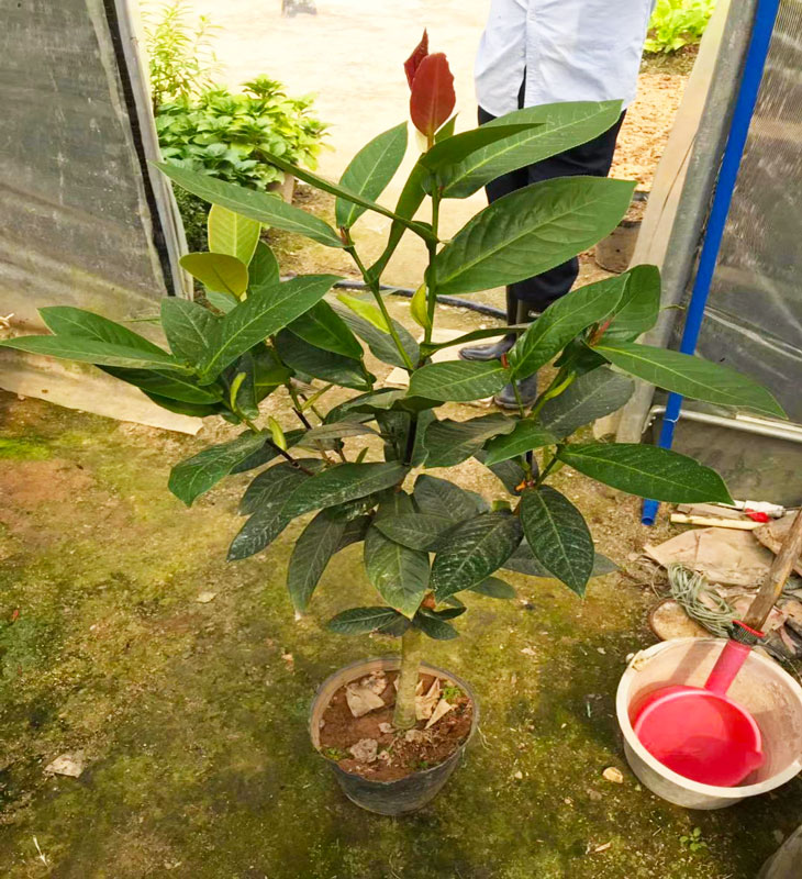 四季越南进口抱茎海棠大叶品种茶花盆栽树苗客厅阳台庭院绿植包邮