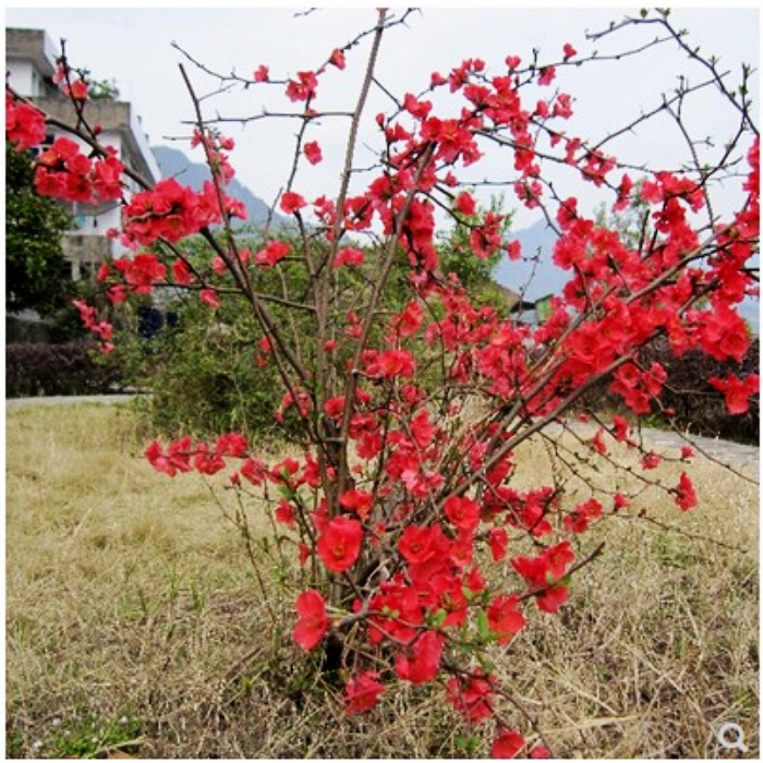 丛生海棠苗铁杆海棠花苗庭院阳台花卉盆栽植物贴梗海棠苗当年开花-图0