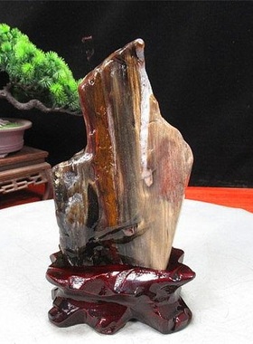 木化石原石旺财奇石观赏石硅化木