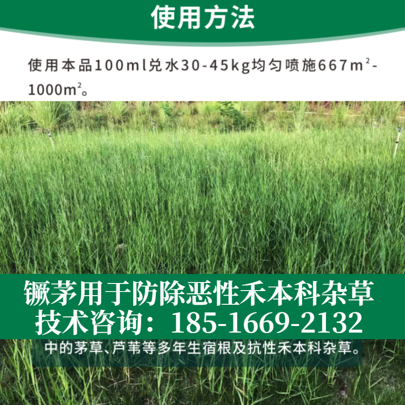 莱恩坪安镢茅草除草剂不伤三叶草矮麦冬鸢尾除芦苇茅草烂根的农药 - 图0