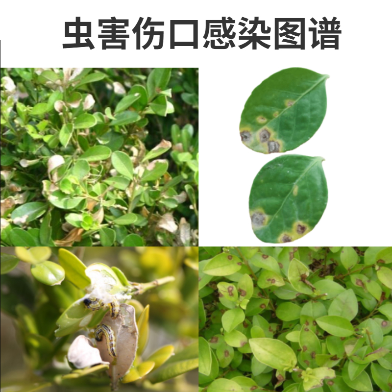 瓜子黄杨大小叶黄杨肥料+小菜蛾植物食吃叶虫杀虫剂叶枯杀菌组合 - 图2