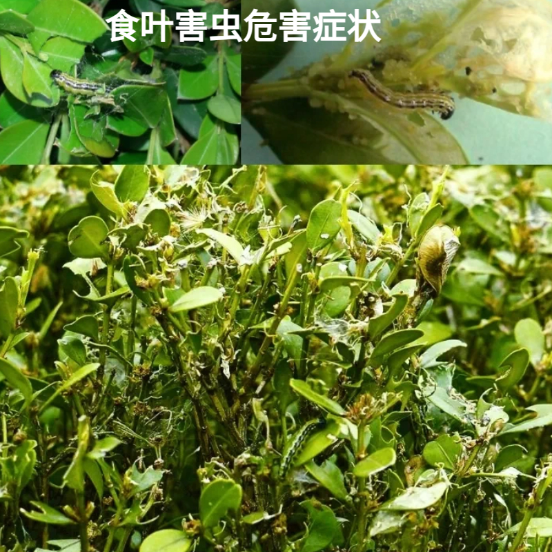 瓜子黄杨树肥料+树用杀虫剂组香樟石楠女贞松毛虫卷叶螟杀虫指导 - 图0