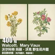 American Walcott Mary Walker Electronic pictures North American wild flower botanical picture decorative drawing material