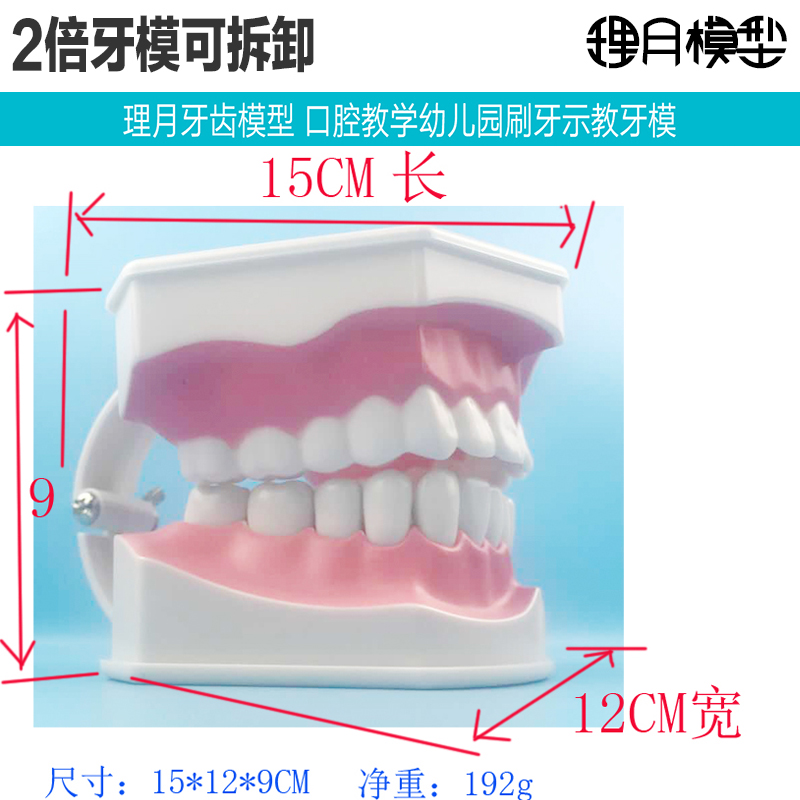 牙齿模型模具早教刷牙牙模标准教具幼儿园教刷牙儿童宝宝口腔教学-图0