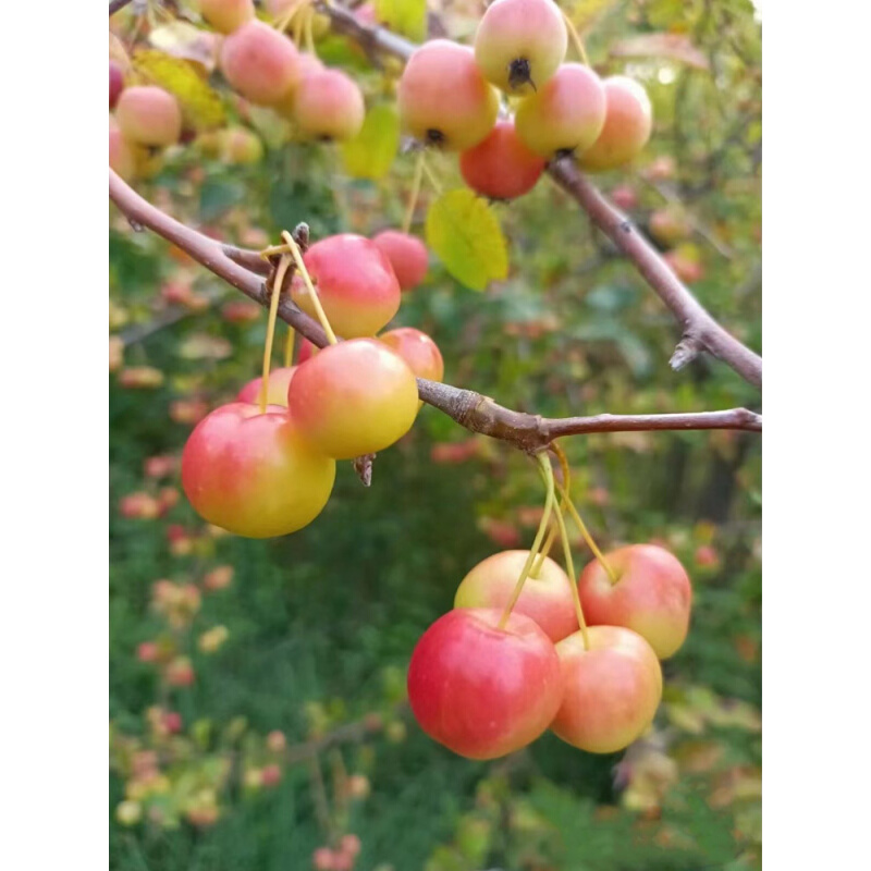 海棠花盆栽冬红果老桩盆景树苗阳台花卉庭院耐寒植物原生重瓣海棠-图0