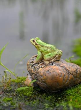 大号仿真小青蛙趴石头花园流水装饰摆件假山盆栽微景观造景小动物