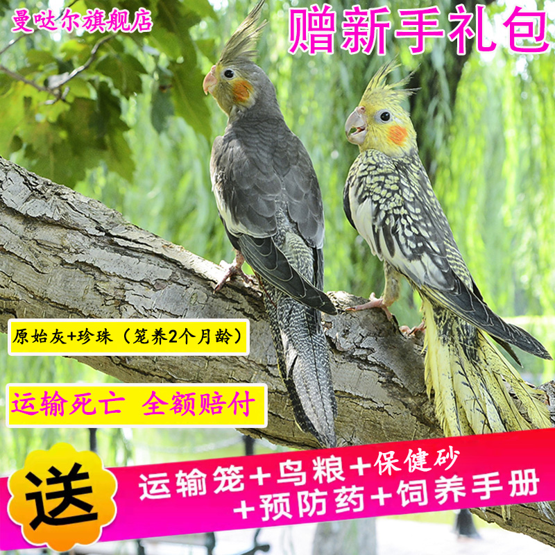 玄凤鹦鹉活体会学说话手养宠物黄化玄凤一对可繁殖鸟活物鹦鹉活鸟,淘宝优惠券,粉丝福利购,淘宝优惠卷