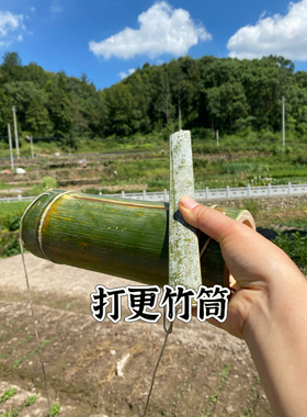 打更竹筒新鲜竹筒天然梆鼓竹筒表演道具天然竹子乐器演奏竹玩具