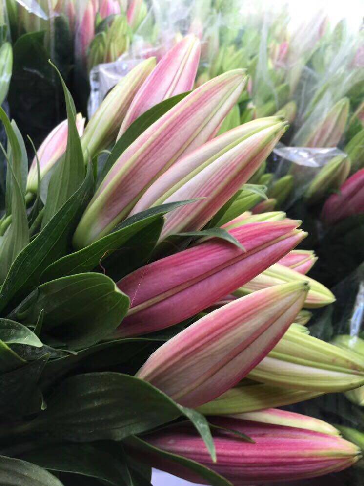 卡瓦纳梯伯马龙百合鲜切花家庭办公室内插花云南昆明鲜花基地直发