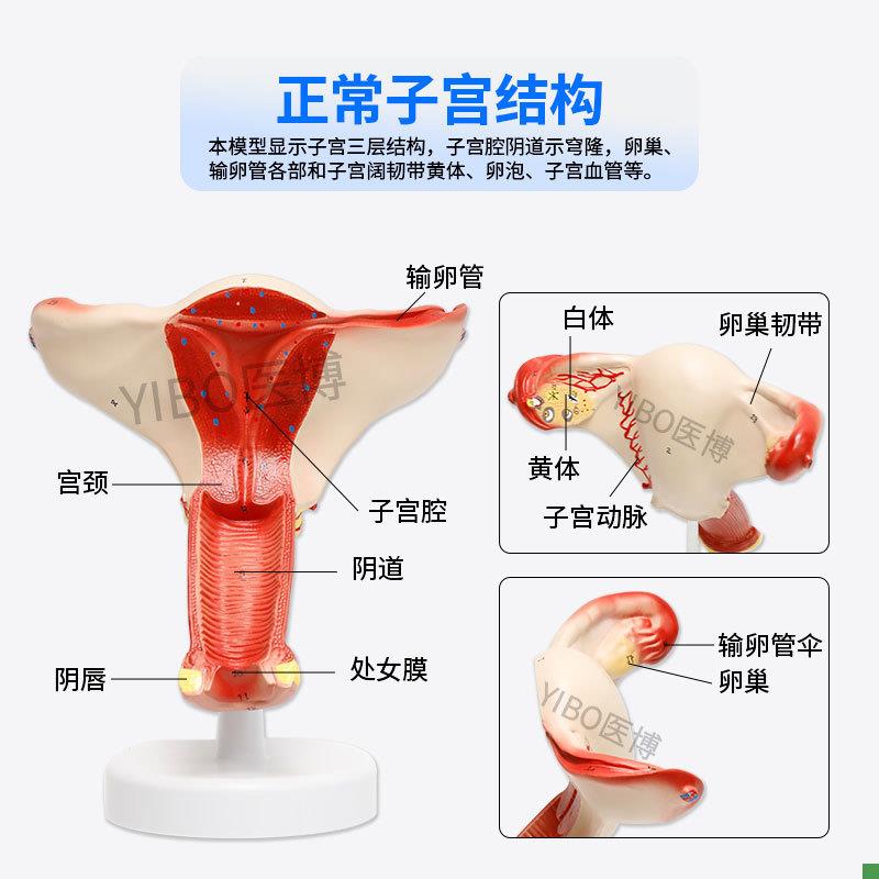 医博BIX-A3422正常子宫模型t女性子宫模型医用教具女性内外生殖器 - 图0