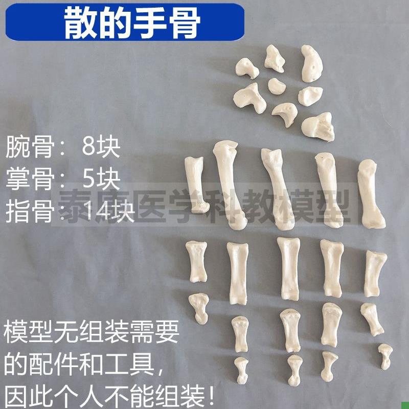 脚骨模型散的跟骨距骨脚趾1比1真D实倒模仿真手骨可活动造型医美 - 图0