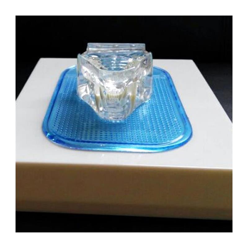 透明猫牙动物骨骼宠物牙动物模型宠物兽医教学教.仪猫牙优惠 - 图3