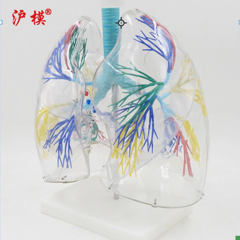 沪模HM/XC330透明肺段模型肺部解剖示教人体解剖学M气管教具支气 - 图0