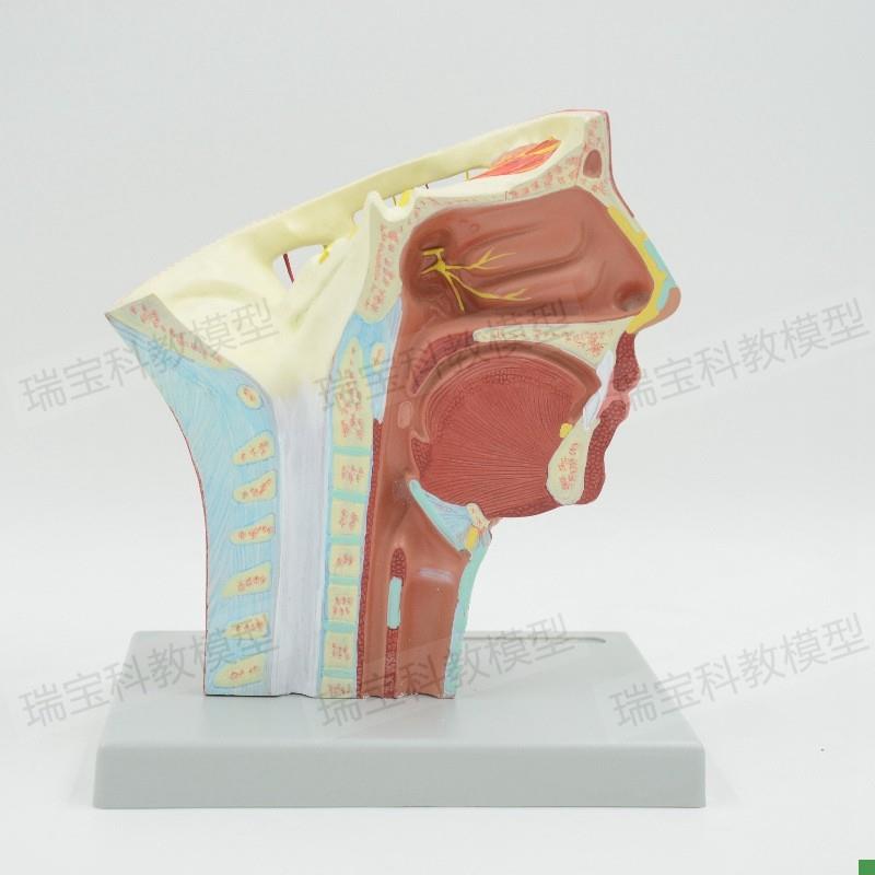 面部动脉分布模型麻醉解剖教学局部浅层神经O静脉微整形美容神经 - 图1