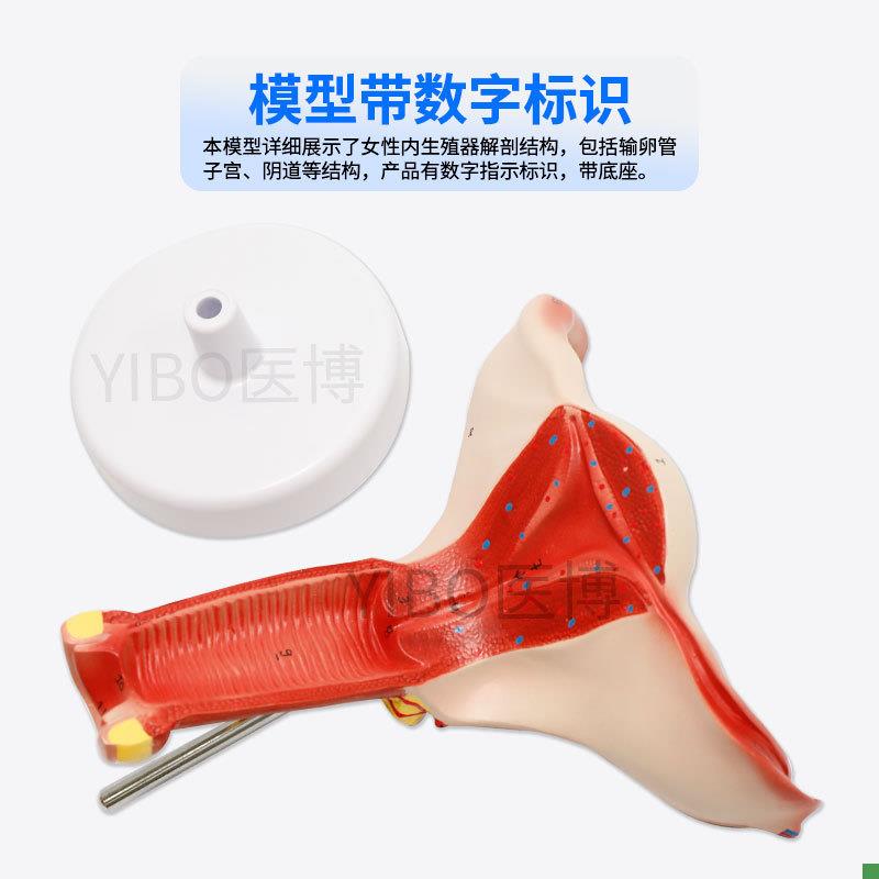医博BIX-A3422正常子宫模型t女性子宫模型医用教具女性内外生殖器 - 图1