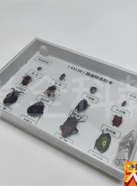 真昆虫标本蜻蜓螳螂科o普实验幼儿园教学教具送朋友小礼物创意摆