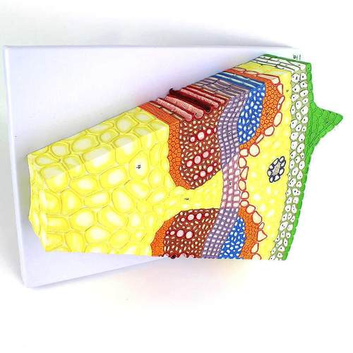 ENOVO颐诺双子叶植物茎结构A放大模型向日葵花植物茎的形态植物 - 图2