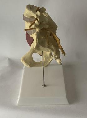 人体女性盆骨开合瑜伽演示髋关节教具骨盆修复肌肉T神经椎间盘突