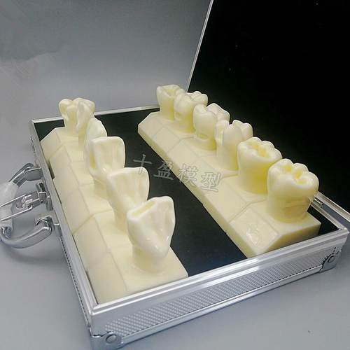 牙科4倍大窝洞制备模型四倍牙齿备牙标准示范嵌体洞R型12个M7025 - 图0