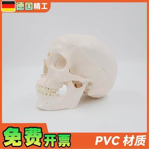 德国】PNT-0150B白头骨B树脂工艺品1:1骷髅S头模型美术骷髅头雕 - 图0