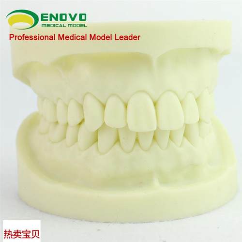 ENOVO颐诺白刚玉牙模型牙体预备操作制备练习离体牙Z洞备牙医练 - 图0