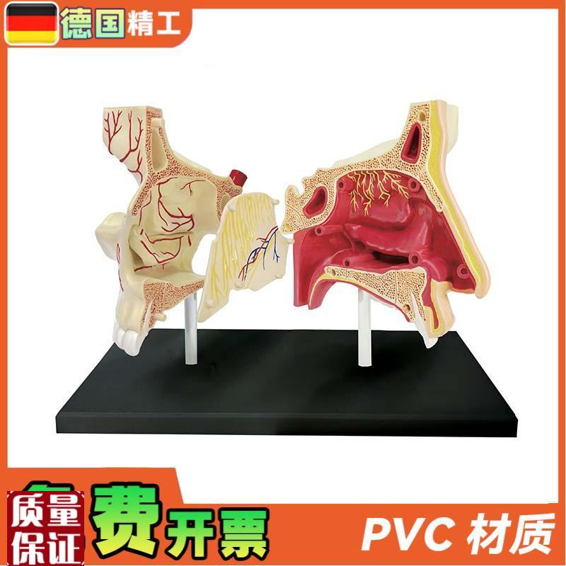 德国】4DMASTER鼻腔v解剖模型DIY拼装科普玩具人体器官教学道 - 图1