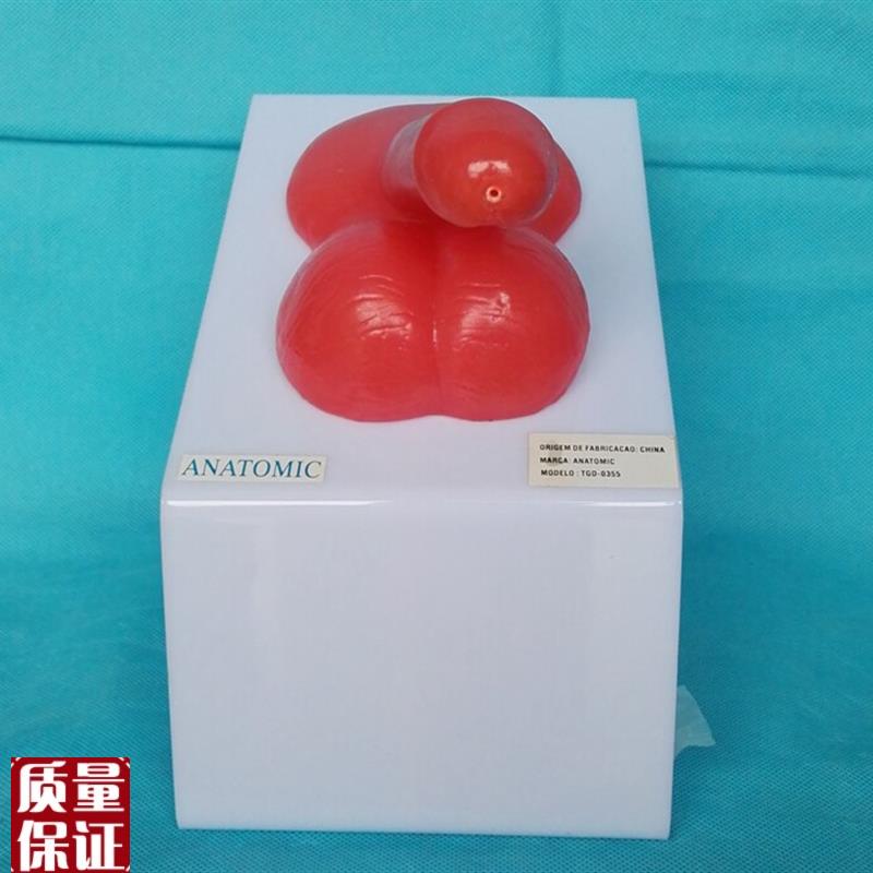 男性生殖器演示模型t男性生殖系统计生教学医用讲解展 - 图0