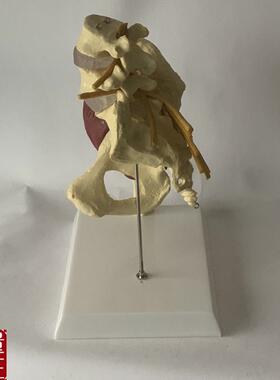 人体女性盆骨开合瑜伽演示髋关节教具骨盆N修复肌肉神经椎间盘突