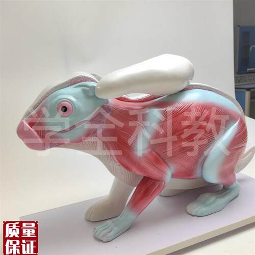 兔子解剖模型立体仿真内脏可拆卸拼装皮肤骨骼头V骨透明牙齿生物 - 图2