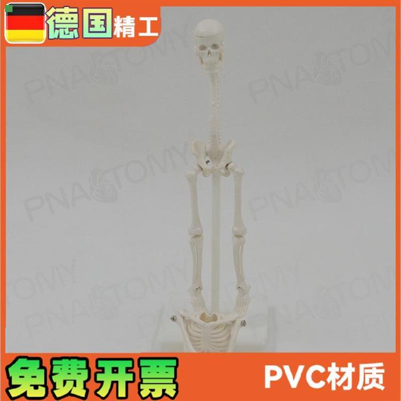 22cm小型白色全身人体骨骼模型骷髅骨架玩具万圣节可拆卸启蒙美术 - 图0