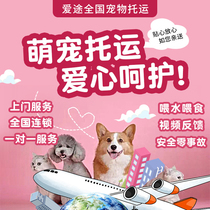 Pet consignment service National kitty Puppy air freight train FAW Beijing Shanghai Guangzhou Shenzhen International mailing