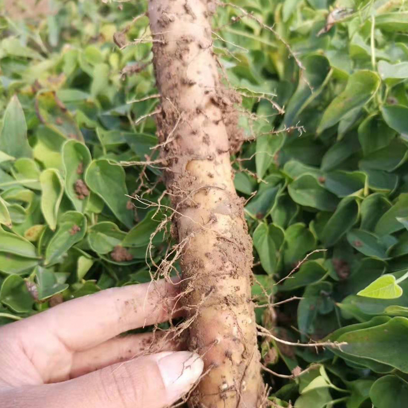 温县铁棍山药新鲜生怀山药河南焦作垆土山药正宗淮山粉糯铁杆5斤-图1