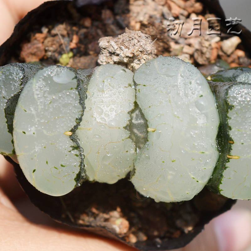 旷月玉扇 初月园艺 铭品经典十二卷 稀有多肉植物 有一物一拍 - 图1