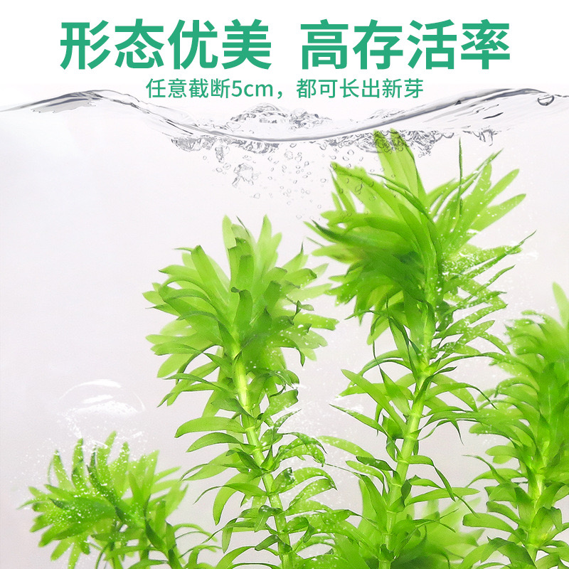 鱼缸水草植物造景套餐真水草蜈蚣草活体懒人水草增氧阴性绿菊净水