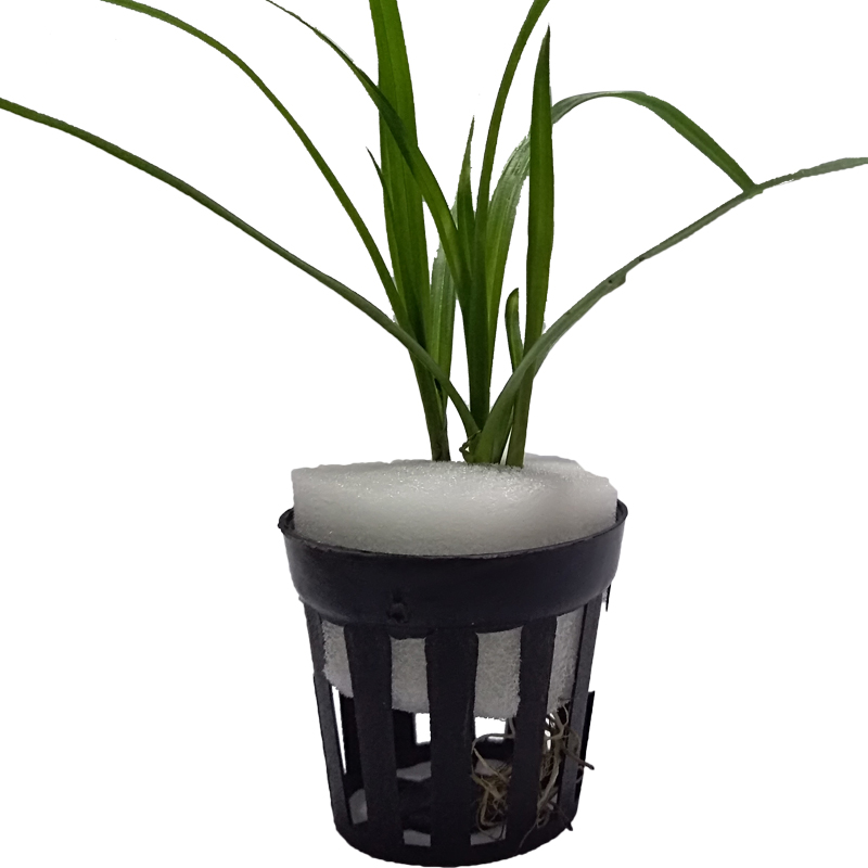鱼缸水草定植环固定环水草蓝定植棉水草底座鱼缸水草定植杯定植蓝 小编推荐 Wepost 全民代运 马来西亚中国淘宝代运与集运专家 鱼缸水草定植环固定环水草蓝定植棉水草底座鱼缸水草定植杯定植蓝 小编推荐 Wepost 全民代运 马来西亚中国淘宝代运与集运专家