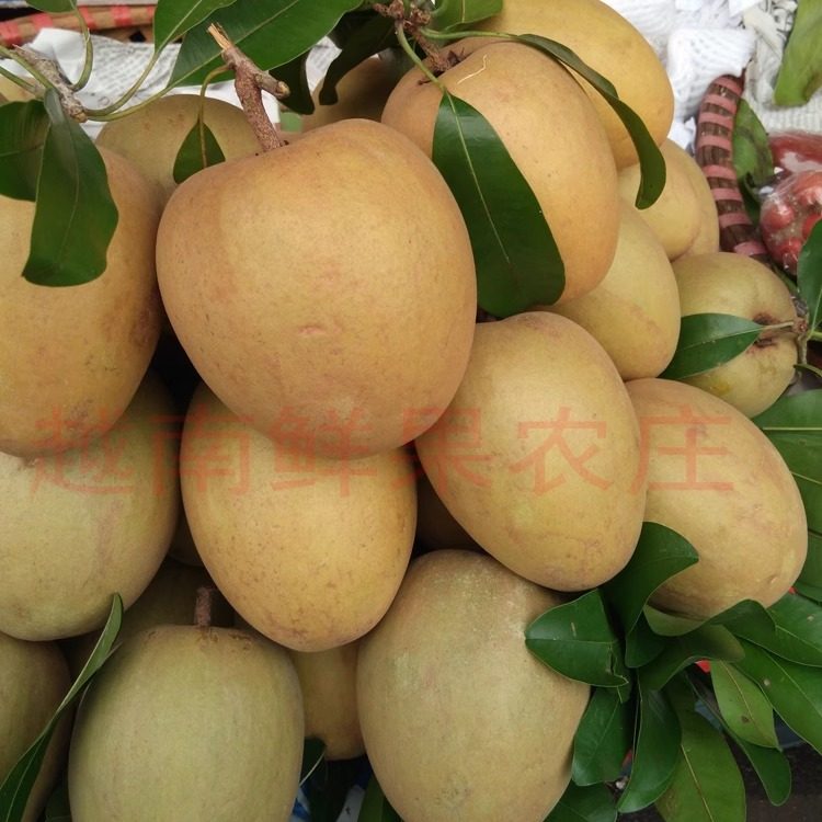 泰国品种一级大人心果非人参果非常甜热带新鲜水果孕妇宝宝果包邮,淘宝优惠券,粉丝福利购,淘宝优惠卷