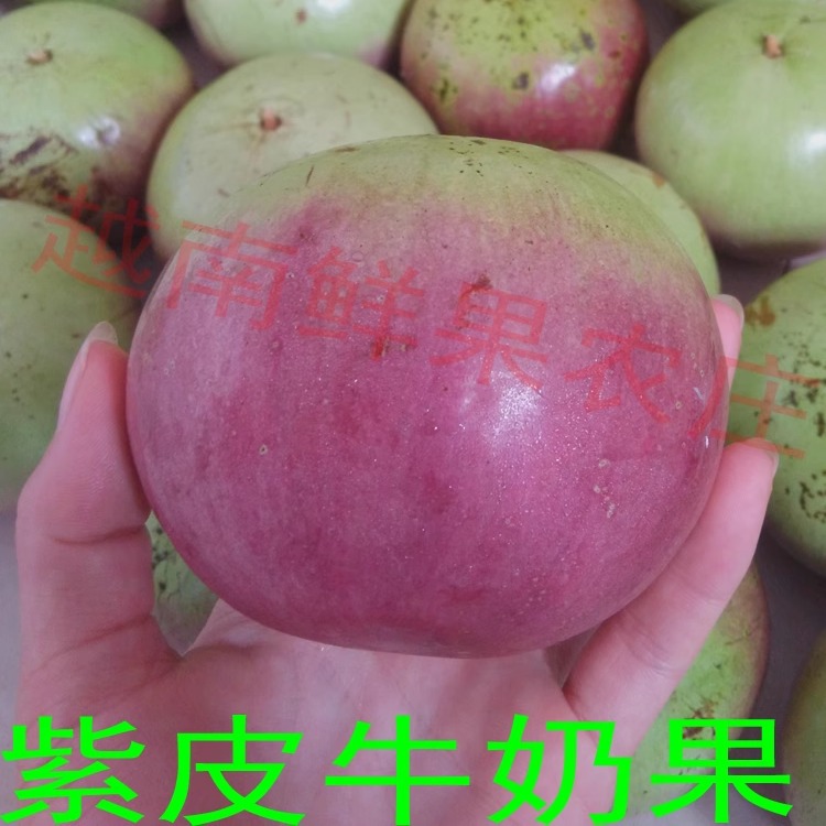 越南品种牛奶果热带新鲜水果金星果星苹果宝宝孕妇月子果3斤包邮-图1