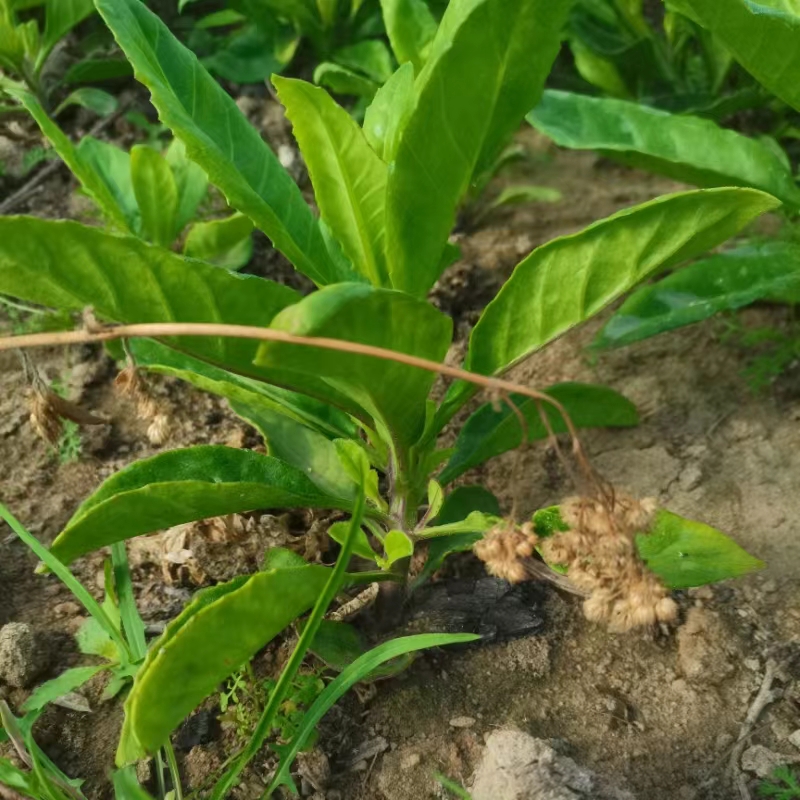 富贵菜白子菜胰岛树苗胰岛素尼基罗草血糖绿植明月神仙救命金鸡毛 - 图1