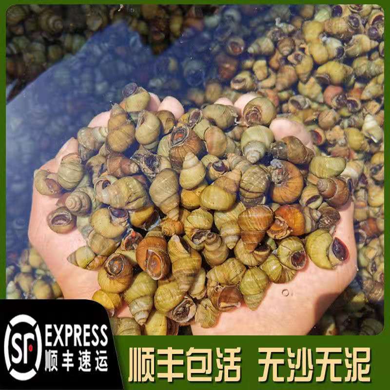顺丰包邮5斤装现货新鲜清水田螺鲜活体包活无泥沙螺蛳石螺螺丝_虎窝淘