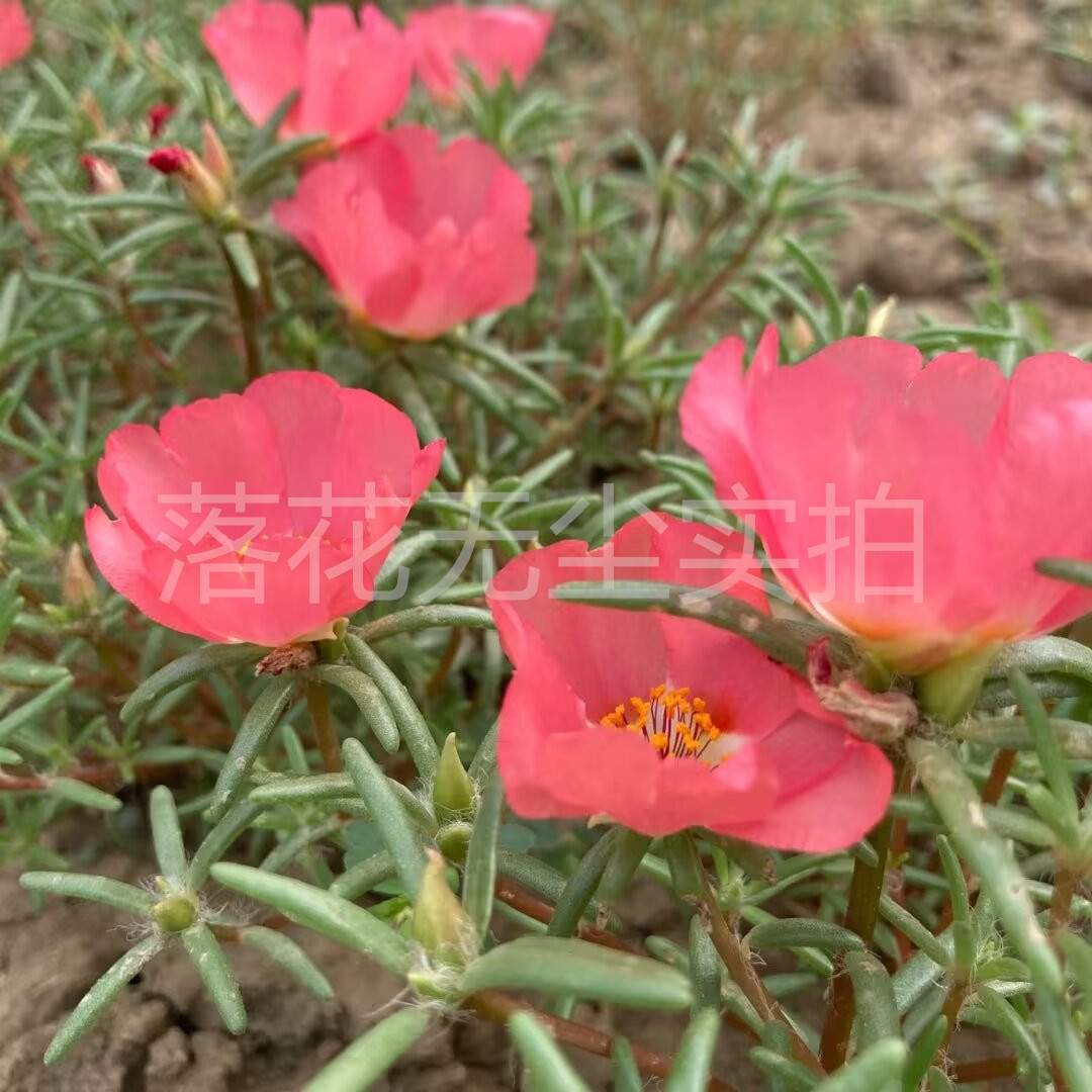 结种子单瓣太阳花苗午时花混色枝条带花苞夏季耐热耐晒好养易活花 - 图2