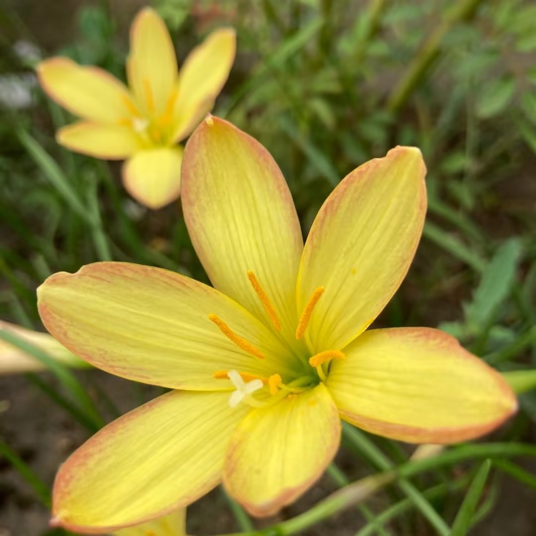 风雨兰花各种颜色开花种球国王胖丽丽火焰耐寒耐热耐旱易活球根花 - 图3