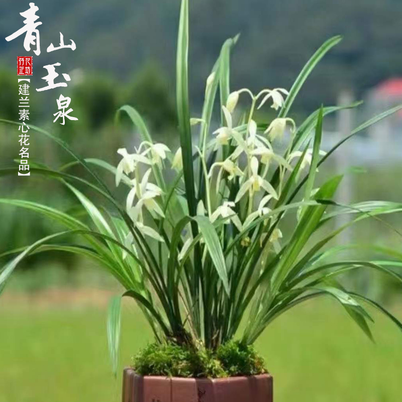 建兰素心名品青山玉泉夏四季兰花草带花苞室内阳台花卉绿植物浓香-图0