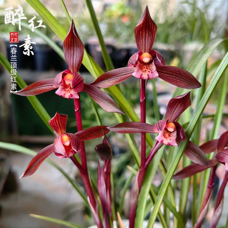 春兰醉红素秋冬带花苞原生老种精品红素浓香名贵国兰花苗阳台耐寒,淘宝优惠券,粉丝福利购,淘宝优惠卷