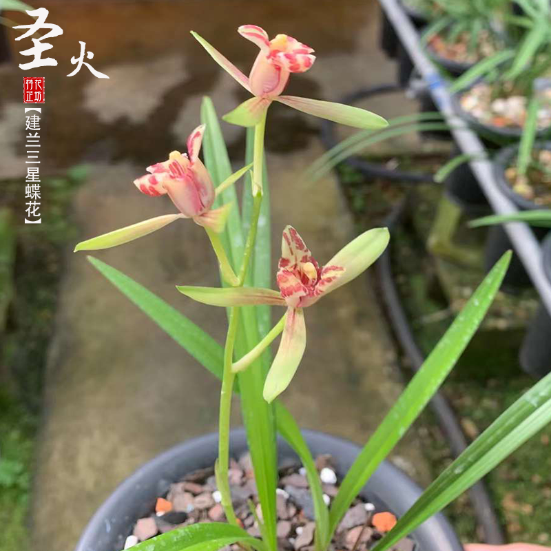 建兰圣火夏秋带花苞四季兰花苗三星蝶室内阳台喜阴花卉绿植物浓香-图2