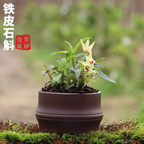 铁皮石斛苗种苗红杆2年驯化苗绿植盆景【紫砂盆栽】室内绿植种植 - 图1