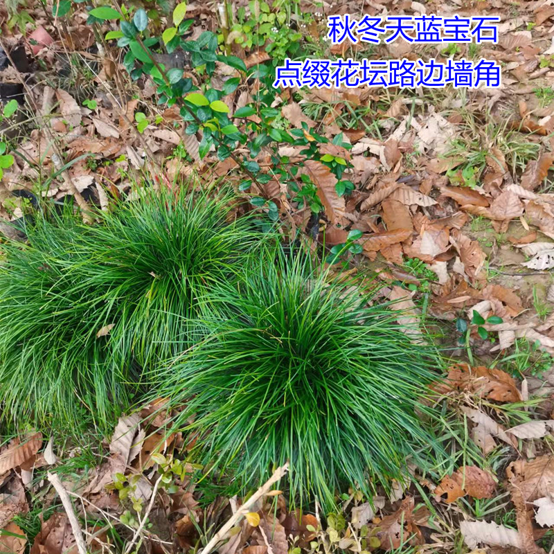 室内耐阴植物耐寒绿化虎须兰蓝宝石虎须草吊兰草装饰麦冬草净化空-图2